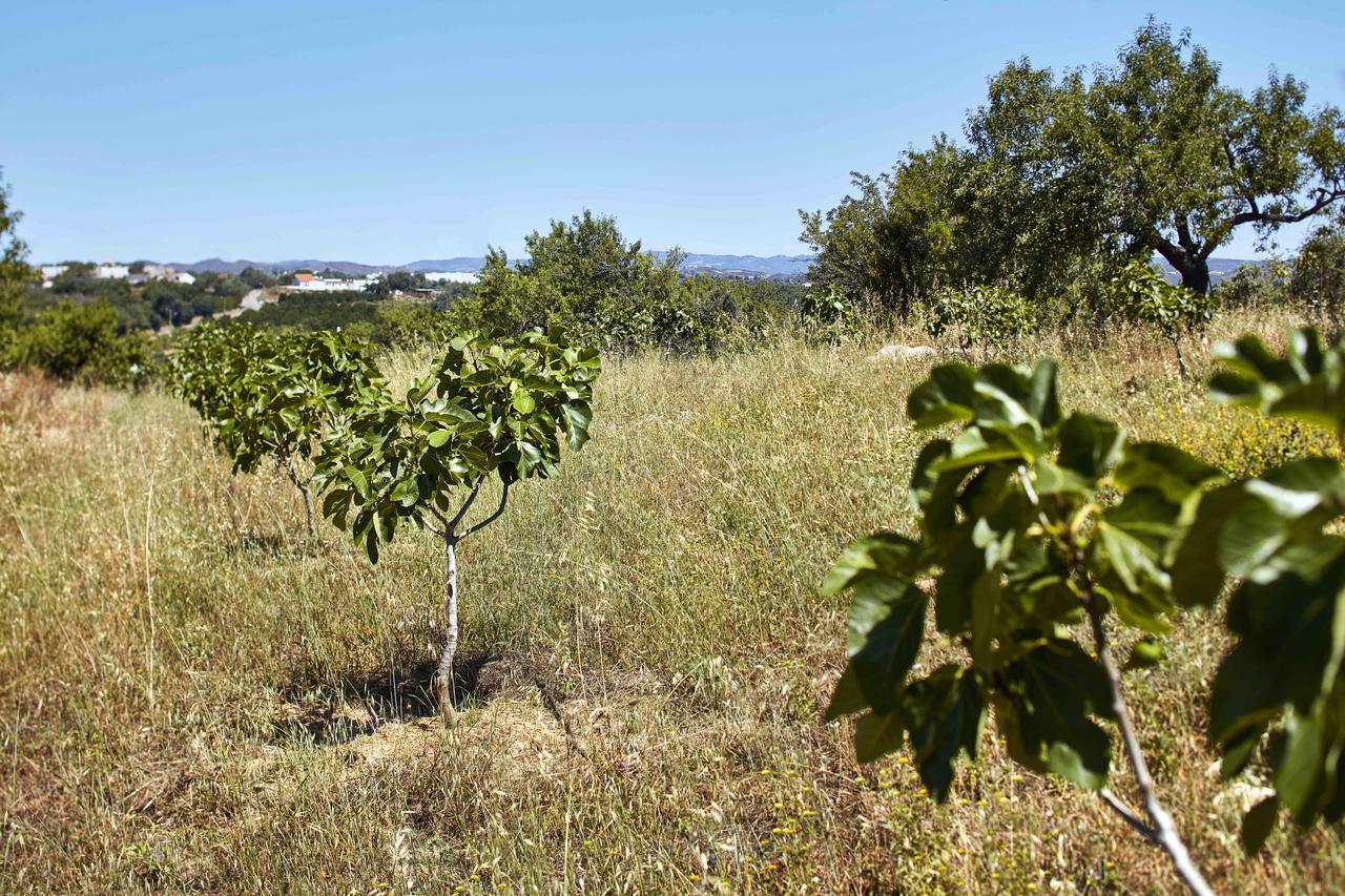 Monte Do Alamo - Turismo Rural Tavira Buitenkant foto
